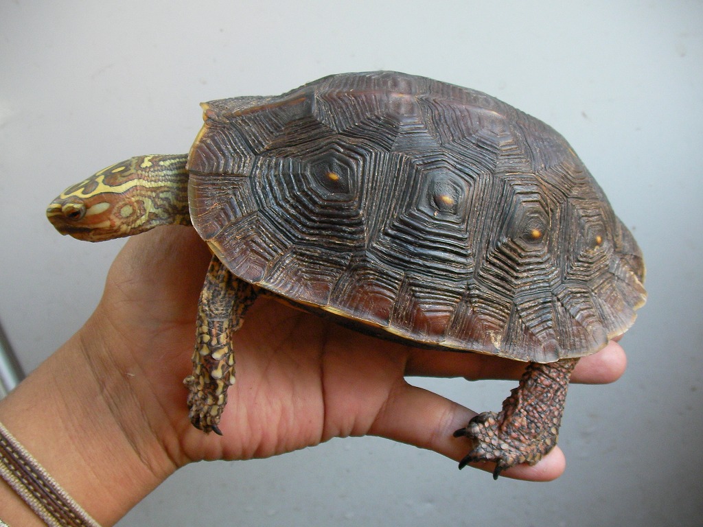 Mexican Spotted Wood Turtle again!!!!!_e0191842_19293535.jpg