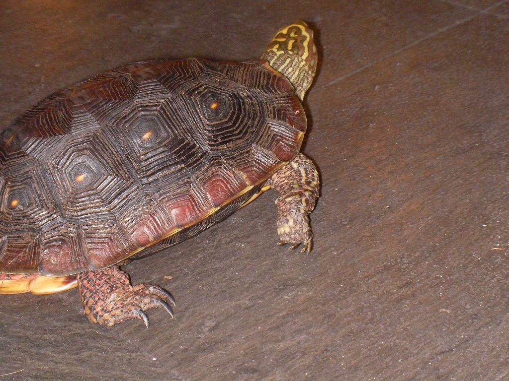 Mexican Spotted Wood Turtle again!!!!!_e0191842_19301614.jpg