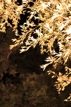 f0134642_23585019.gif