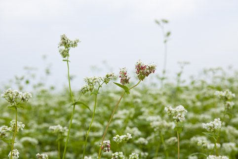 蕎麦の花 かわいいです!_a0104549_14581961.jpg