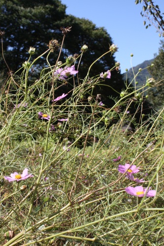 c0118352_0244616.jpg