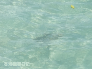 f0190653_10274837.gif