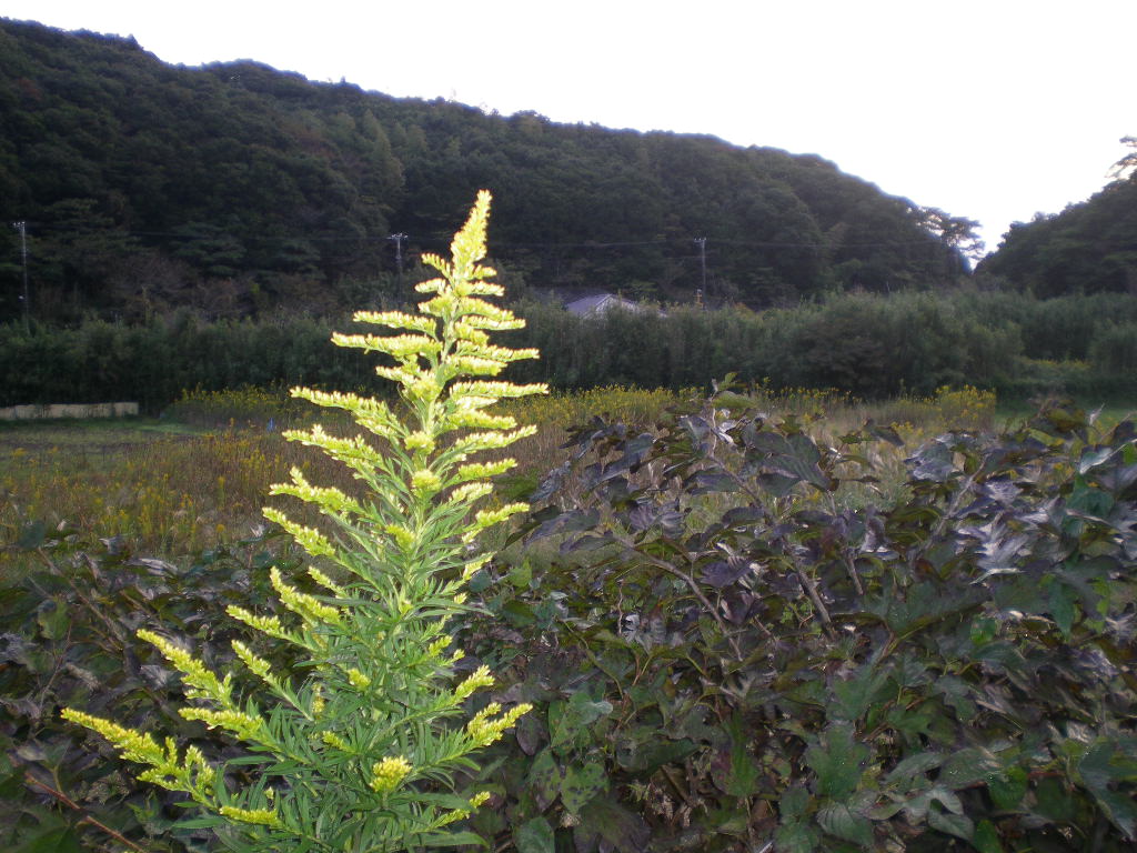 ２００９年１０月１６日（金）秋の里山は好きですか？_f0060461_1944218.jpg