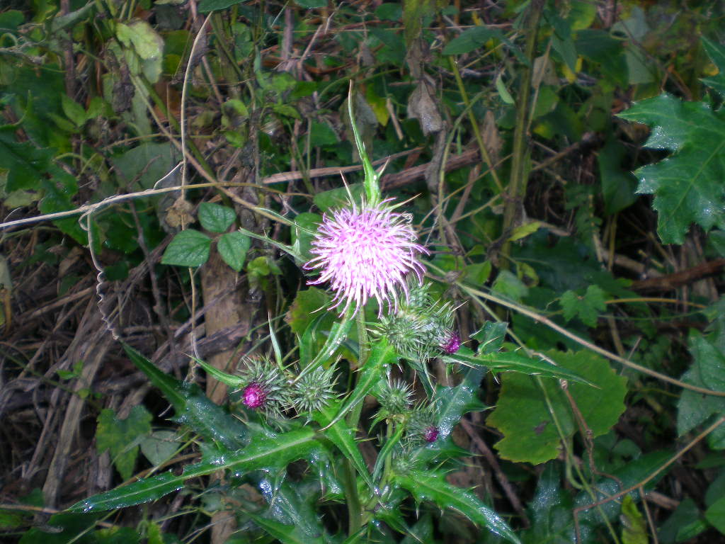 ２００９年１０月１６日（金）秋の里山は好きですか？_f0060461_19471612.jpg