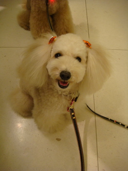 2009.10.16 昨日と今日_a0083571_2257477.jpg