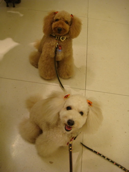 2009.10.16 昨日と今日_a0083571_2305641.jpg