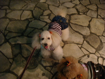 2009.10.16 昨日と今日_a0083571_23142127.jpg