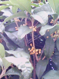 金木犀_a0124588_13545889.jpg