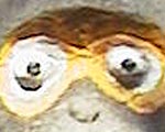 ●つなぎ眼猿_d0053294_9565269.jpg