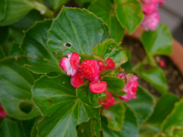 a0123003_20313891.jpg