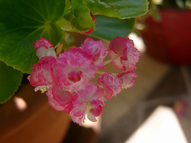 a0123003_2041314.jpg