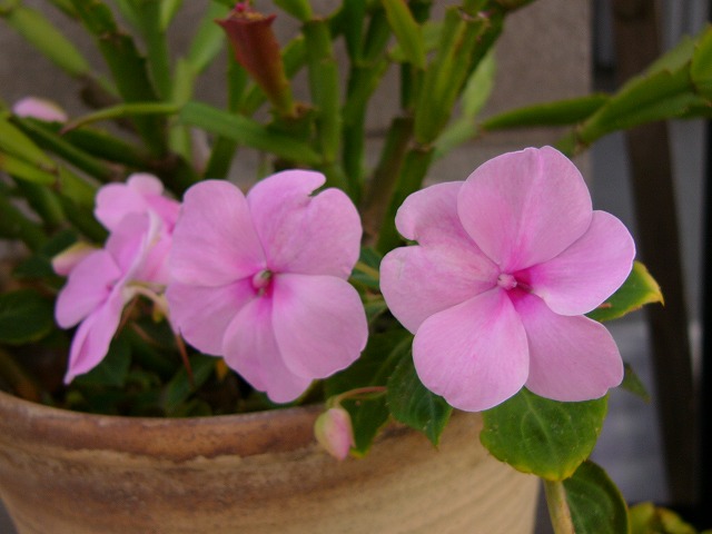 a0123003_20514916.jpg