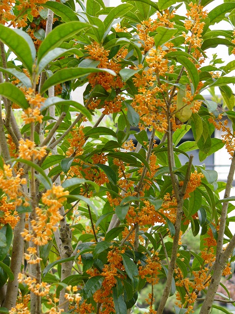 a0123003_215225.jpg