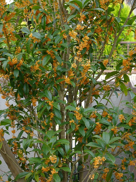a0123003_2171998.jpg