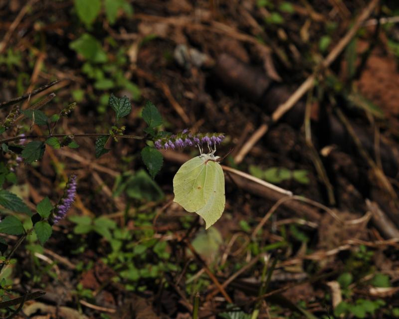 e0103903_1832837.jpg