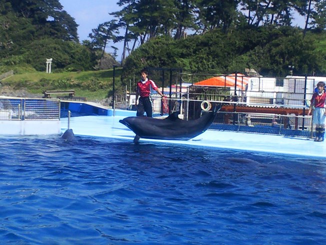 北陸旅行の思い出 越前松島水族館1_d0077106_6315581.jpg