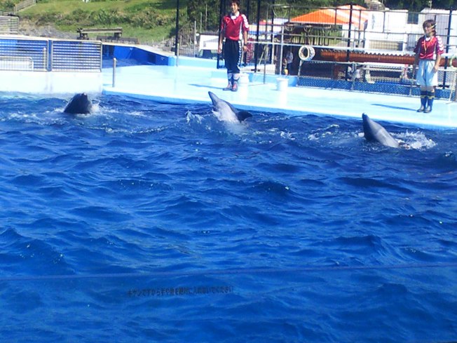 北陸旅行の思い出 越前松島水族館1_d0077106_6322513.jpg
