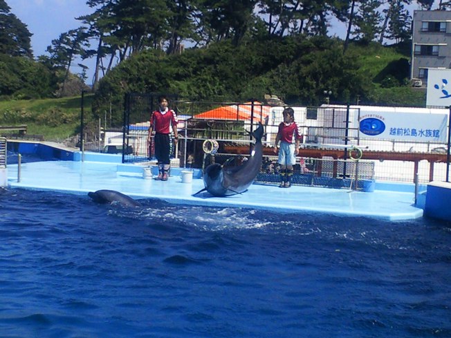 北陸旅行の思い出 越前松島水族館1_d0077106_6324490.jpg