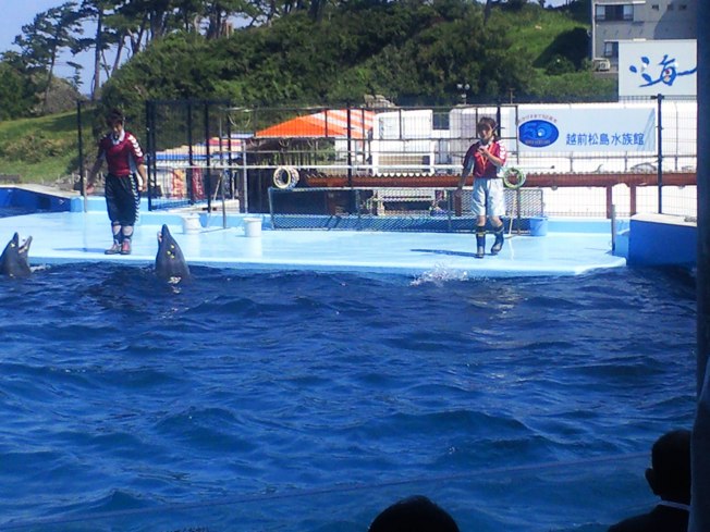 北陸旅行の思い出 越前松島水族館1_d0077106_6332171.jpg