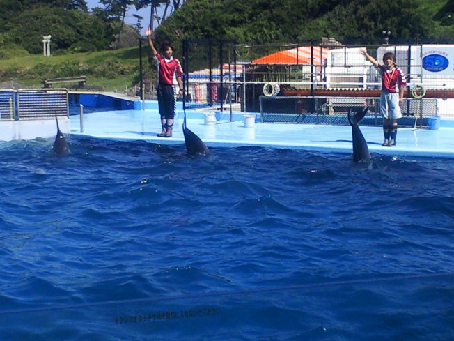 北陸旅行の思い出 越前松島水族館1_d0077106_633336.jpg