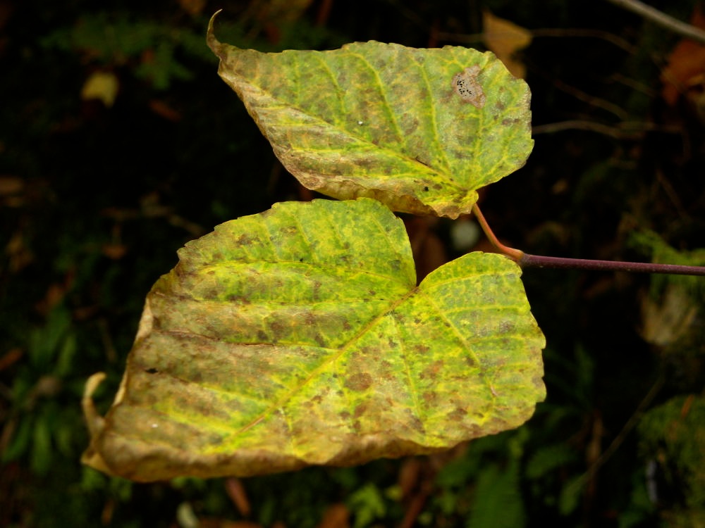 c0078410_8475190.jpg