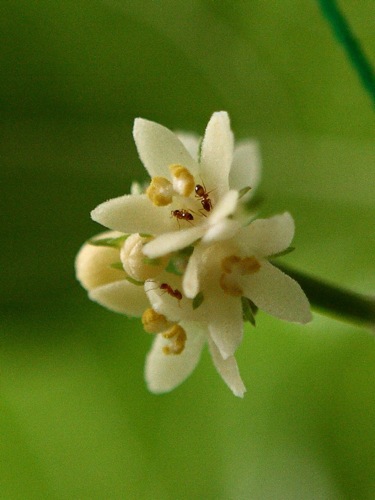 ハヤトウリの花 世話要らずの庭