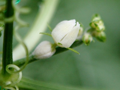 ハヤトウリの花 世話要らずの庭