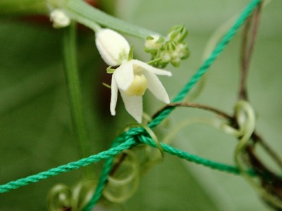 ハヤトウリの花 世話要らずの庭