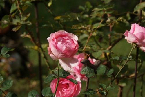 f0170524_10144351.jpg