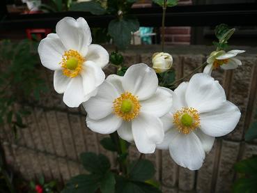 a0050728_2313501.jpg