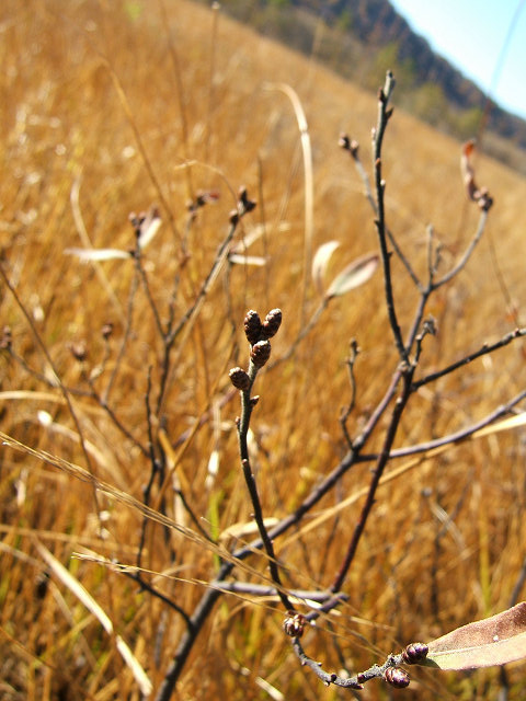 e0089232_8533273.jpg