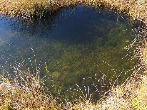 e0089232_854121.jpg