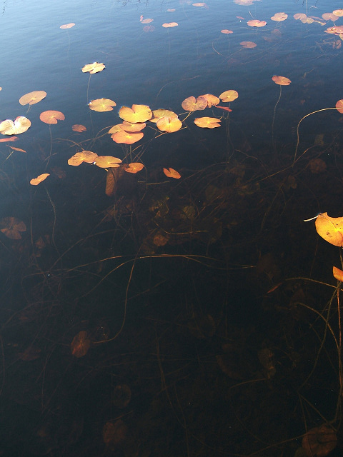 e0089232_8541450.jpg
