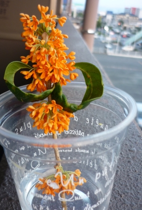 f0120736_885733.jpg