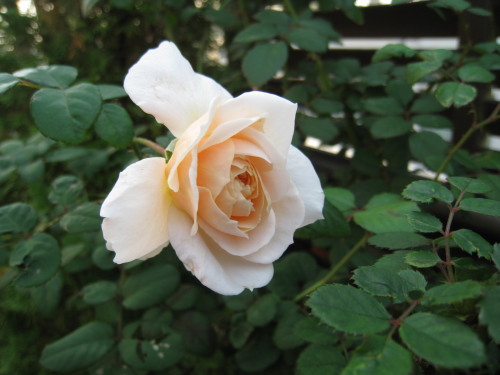 c0157047_217779.jpg