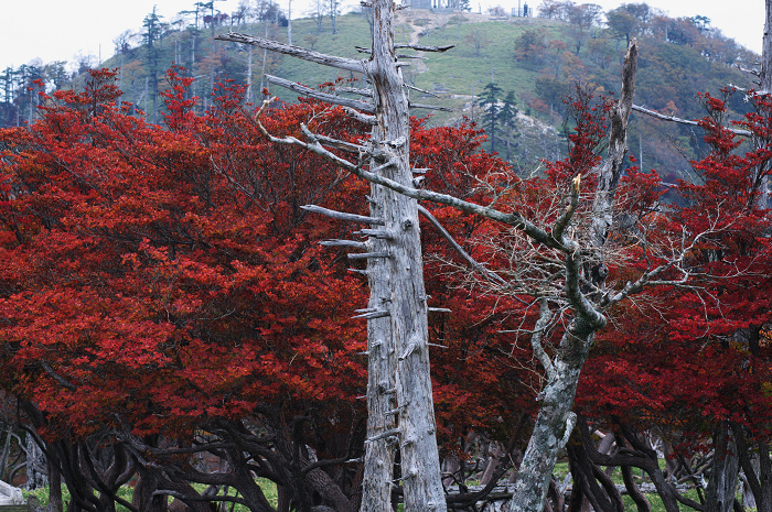 秋深まる正木ヶ原（大台ヶ原）_f0155048_15345883.jpg