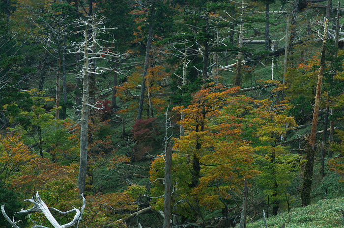 秋深まる正木ヶ原（大台ヶ原）_f0155048_15521846.jpg