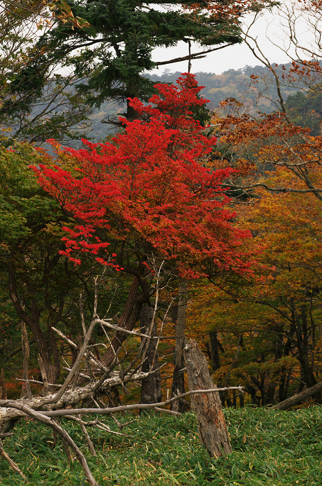 秋深まる正木ヶ原（大台ヶ原）_f0155048_1612217.jpg