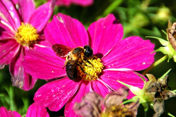 　　和歌山県植物公園緑花センター　_b0093754_093561.jpg