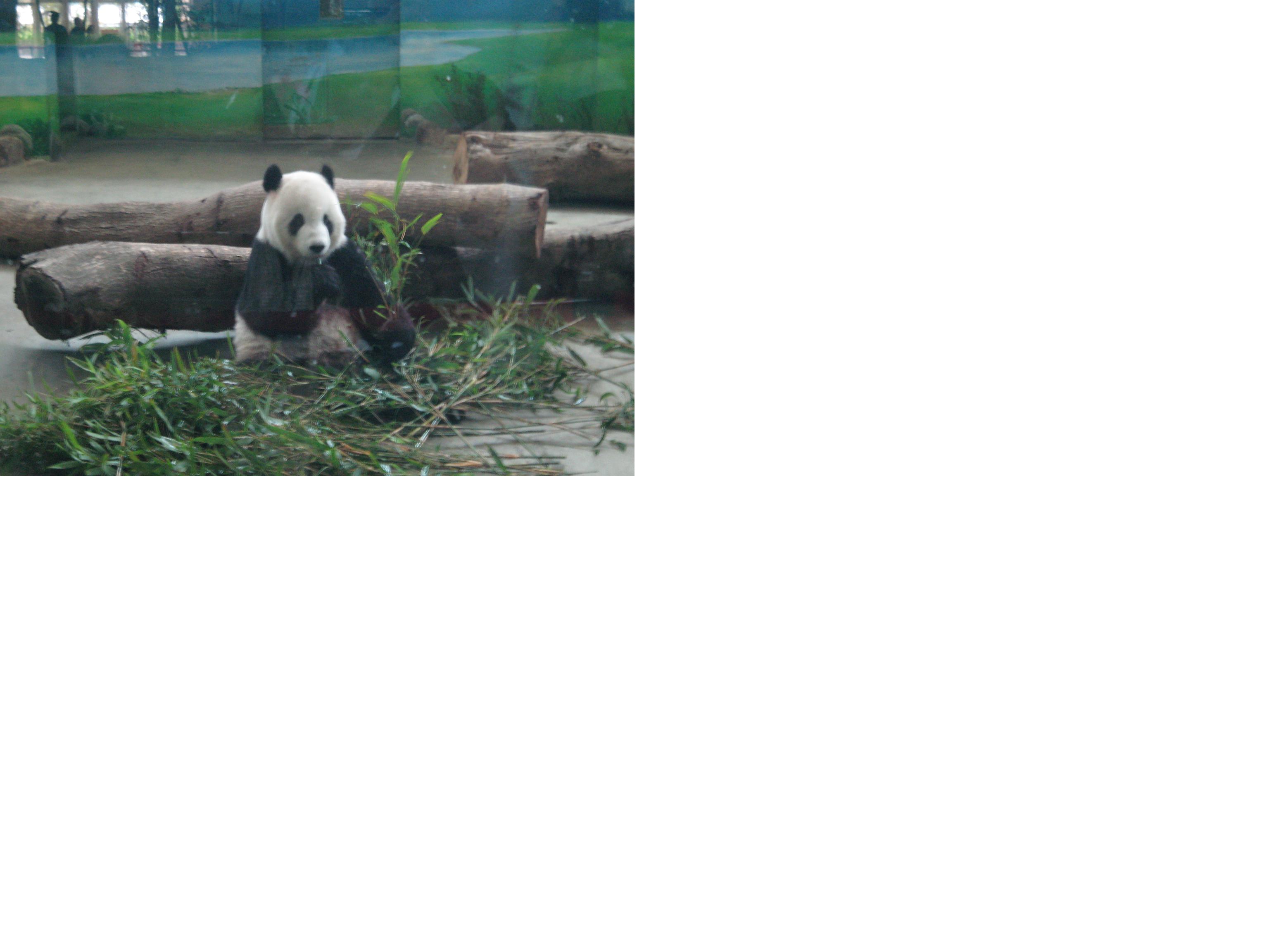 台湾の動物園_d0110054_15581664.jpg