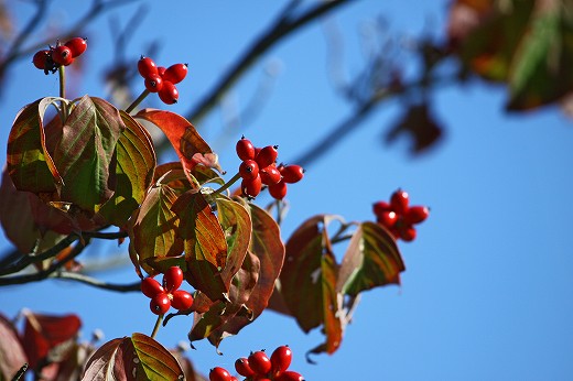 地元の紅葉スポット偵察　第一弾！_e0190885_19192255.jpg