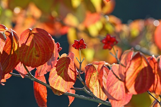 地元の紅葉スポット偵察　第一弾！_e0190885_1921847.jpg