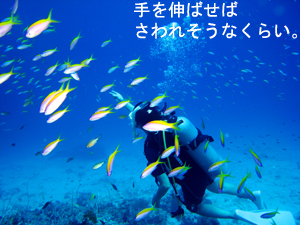 とうとうシミラン解禁!_f0144385_22521855.jpg
