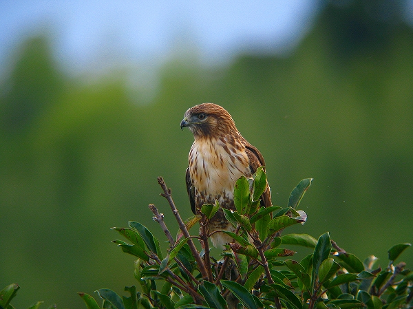 c0213690_1242998.jpg