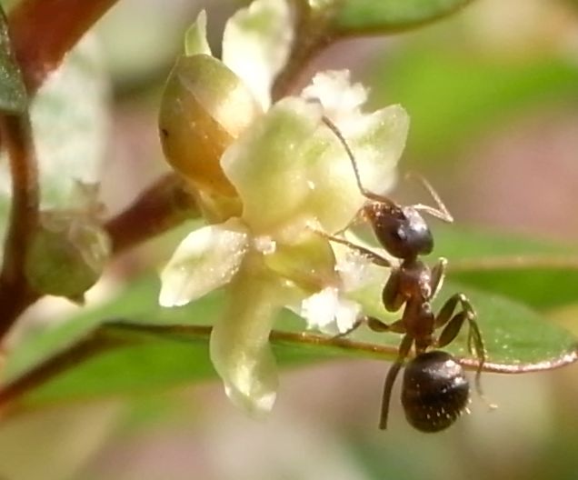 c0167798_10301919.jpg