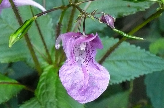 八峰町の留山のブナ林への山道の花_e0054299_1091374.jpg