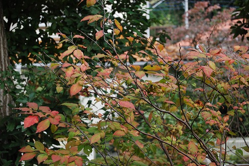 ナツハゼの紅葉 と マユミの実_c0124100_17473059.jpg