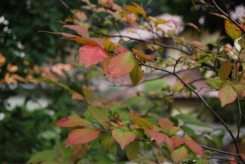 ナツハゼの紅葉 と マユミの実_c0124100_1747508.jpg