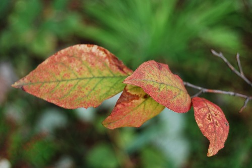 ナツハゼの紅葉 と マユミの実_c0124100_1748646.jpg