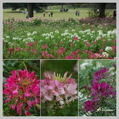 昭和記念公園のコスモス_c0051105_7243572.jpg
